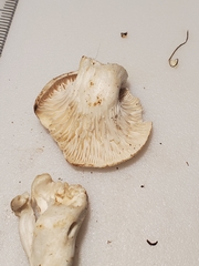 Cuphophyllus angustifolius