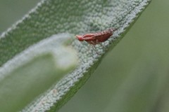 Trypetoptera canadensis
