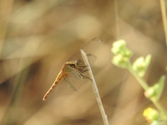 Erythrodiplax basifusca