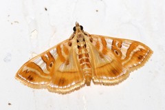 Glyphodes aniferalis