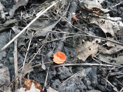 Sarcoscypha occidentalis