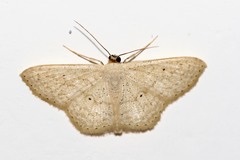 Scopula minorata