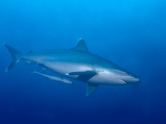 Carcharhinus albimarginatus