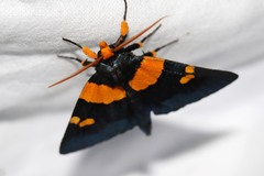 Egybolis vaillantina