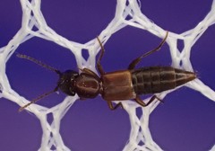 Achenomorphus corticinus