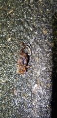 Bufo stejnegeri