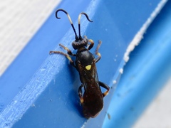 Cratichneumon paratus