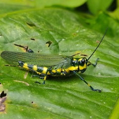 Chromacris psittacus