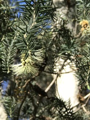 Melaleuca incana