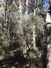 Melaleuca incana