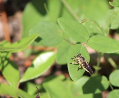 Megaphorus clausicellus