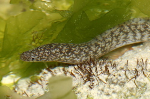 Little moray (Gymnothorax richardsonii) — Muraenidae
