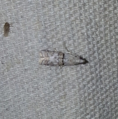Zamagiria australella