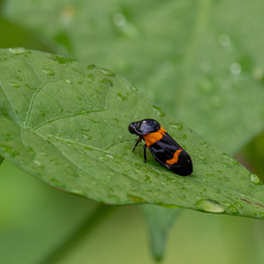 Cosmoscarta abdominalis
