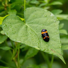 Cosmoscarta abdominalis