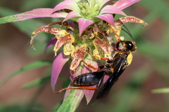 Sphex flavovestitus