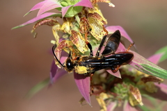 Sphex flavovestitus