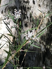 Leucopogon australis