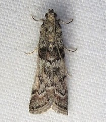 Promylea lunigerella