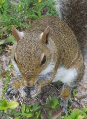 Sciurus carolinensis