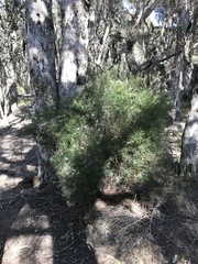 Leucopogon australis