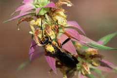 Sphex flavovestitus