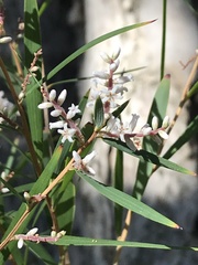 Leucopogon australis
