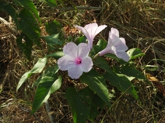 Ipomoea carnea fistulosa