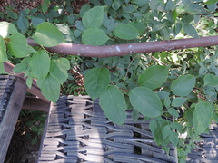 Schisandra chinensis