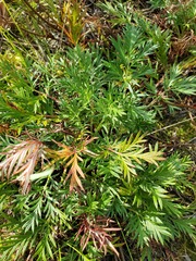 Potentilla bimundorum