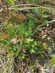 Potentilla bimundorum