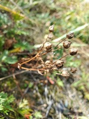 Potentilla bimundorum