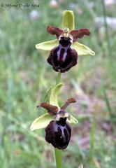 Ophrys sphegodes passionis