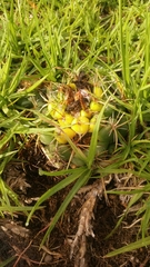 Coryphantha pycnacantha