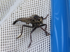 Proctacanthus milbertii