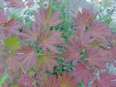 Acer pseudosieboldianum