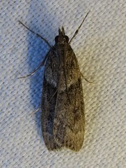 Eudonia torniplagalis