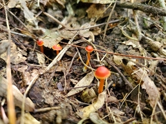 Hygrocybe mucronella