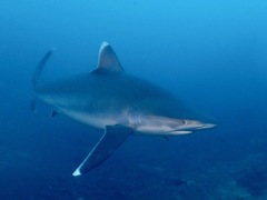 Carcharhinus albimarginatus