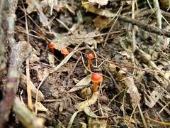 Hygrocybe mucronella