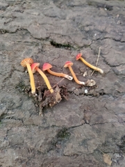 Hygrocybe mucronella