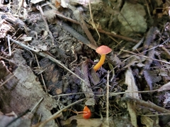 Hygrocybe mucronella