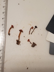 Hygrocybe mucronella