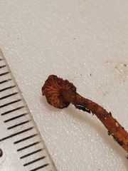 Hygrocybe mucronella