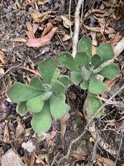 Cotyledon egglii