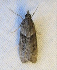 Eudonia torniplagalis