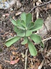 Cotyledon egglii