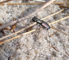 Cicindela scabrosa
