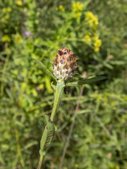 Centaurea × moncktonii