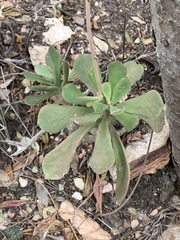 Cotyledon egglii